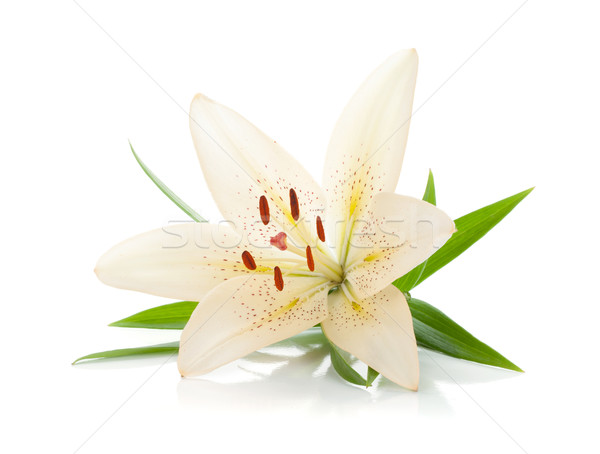 ストックフォト: 白 · ユリ · 緑の葉 · 孤立した · 花 · 春
