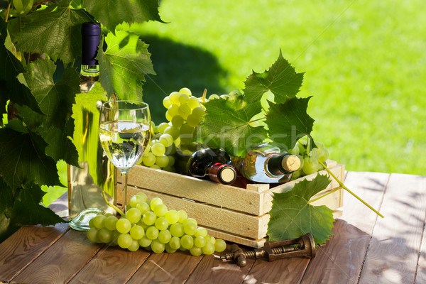 White and red wine bottle, glass, vine and grapes Stock photo © karandaev