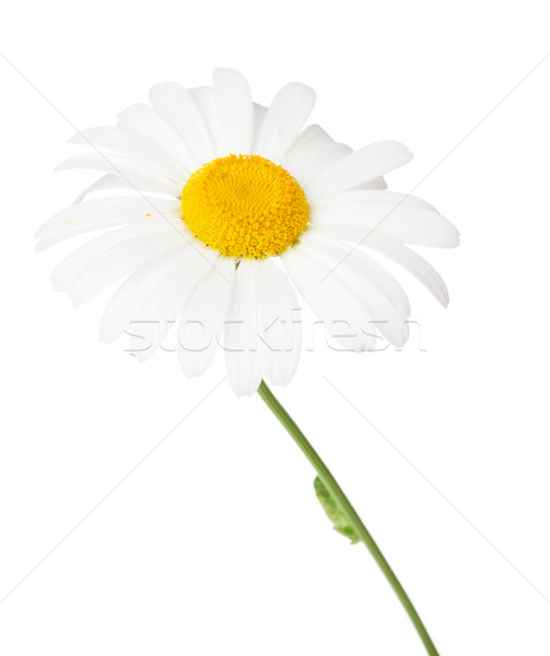 Daisy rumianek kwiat odizolowany biały piękna Zdjęcia stock © karandaev