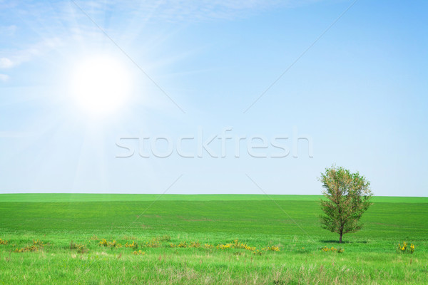 Sommer Landschaft grünen Gras Bereich blauer Himmel Baum Stock foto © karandaev