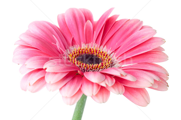 Pink gerbera flower on stem Stock photo © karandaev