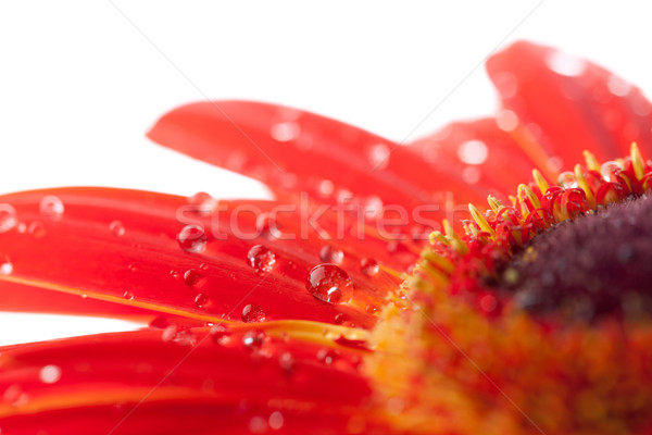 Gouttes d'eau rouge fleur blanche nature été Photo stock © karandaev