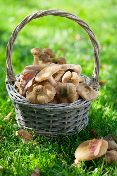 Foto stock: Otono · setas · cesta · hierba · pradera · madera