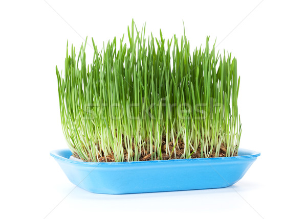 Green grass. Isolated Stock photo © karandaev