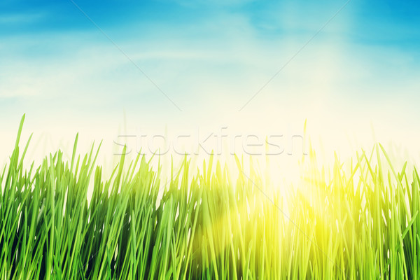 Foto stock: Grama · verde · campo · blue · sky · sol · brilhante · céu