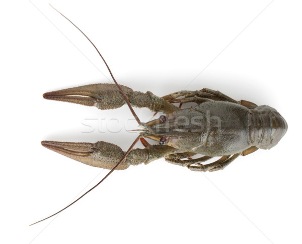 Crayfish Stock photo © karandaev