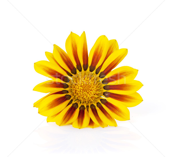 Stockfoto: Kleurrijk · daisy · bloem · geïsoleerd · witte · natuur