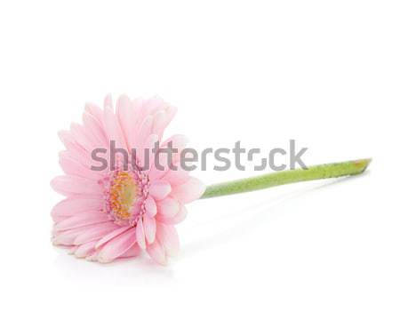 Lying pink gerbera flower Stock photo © karandaev