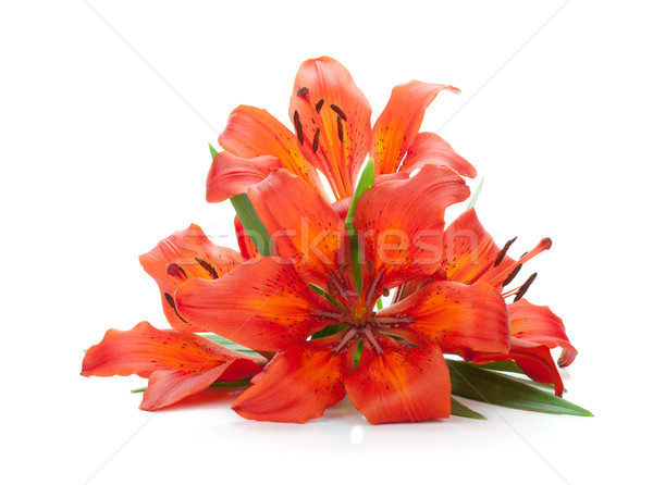 Foto stock: Três · vermelho · lírio · isolado · branco · flor