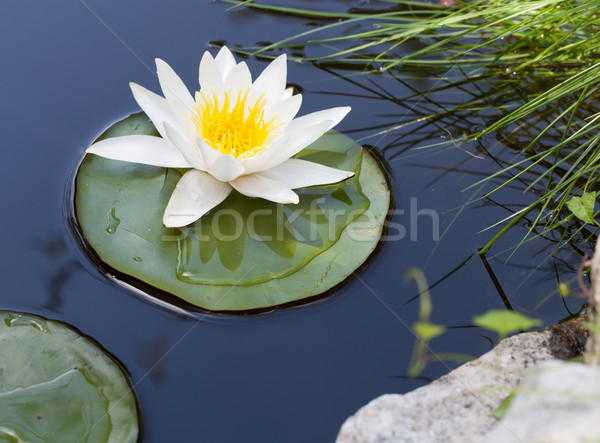 Water lily Stock photo © karandaev