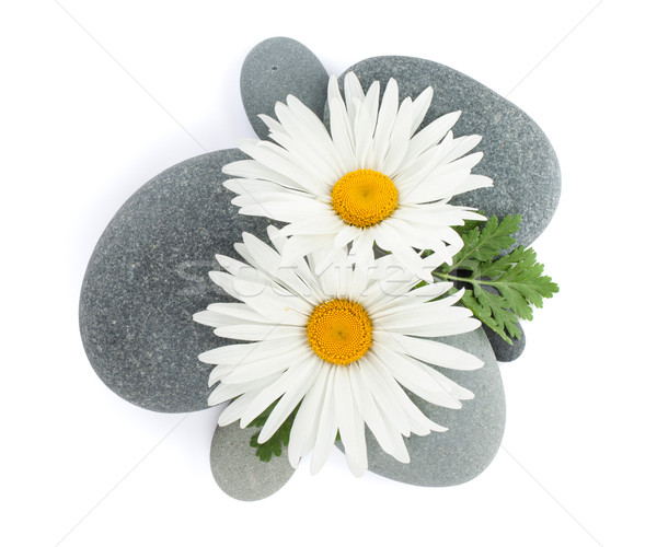 Daisy rumianek kwiaty morza kamienie odizolowany Zdjęcia stock © karandaev