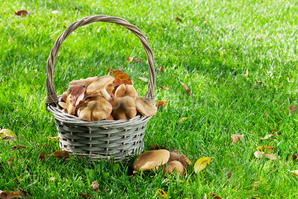 Foto stock: Outono · cogumelos · cesta · grama · prado · ver