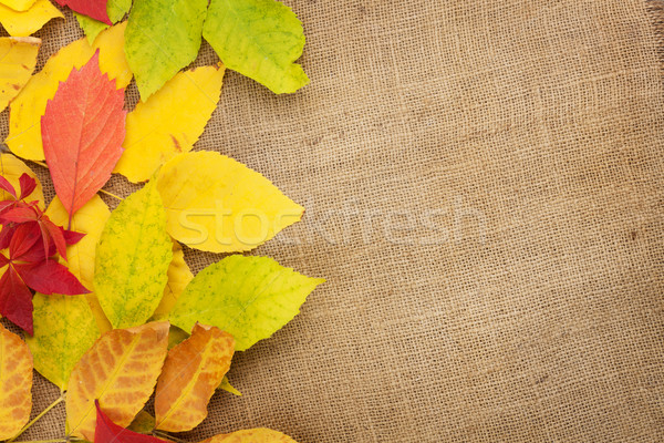 Autumn leaves over burlap texture background Stock photo © karandaev