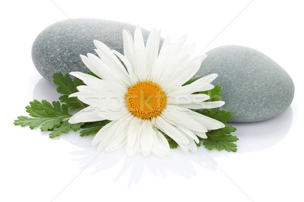 Daisy camomile flower and sea stones Stock photo © karandaev