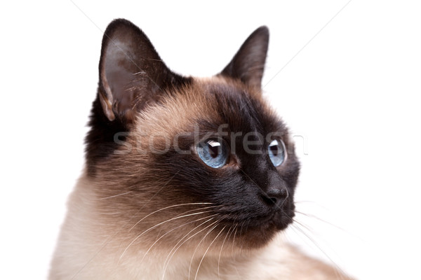 Gato siamês olhos azuis direito isolado branco Foto stock © karandaev
