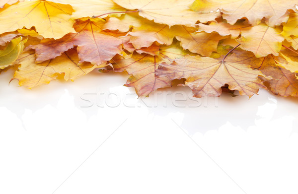 Coloré automne érable laisse cadre isolé [[stock_photo]] © karandaev