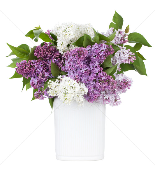 Stock fotó: Orgona · virágok · váza · izolált · fehér · tavasz