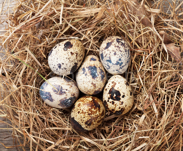 Quails eggs in nest Stock photo © karandaev