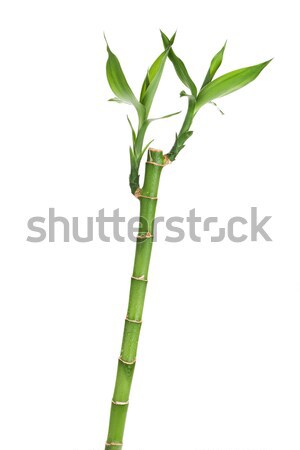 Fresh bamboo stem with leaves Stock photo © karandaev