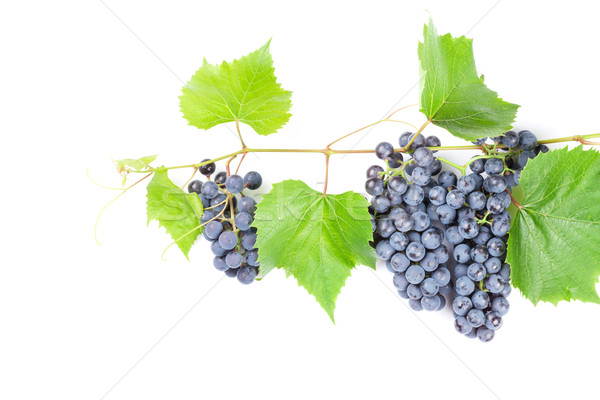 Bunch of red grapes Stock photo © karandaev