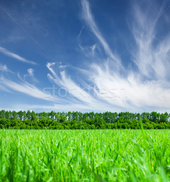 Groen gras veld blauwe hemel wolken boom natuur Stockfoto © karandaev