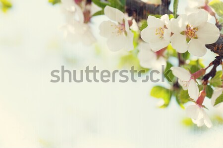 Sakura kersenbloesem zonnige voorjaar exemplaar ruimte vintage Stockfoto © karandaev