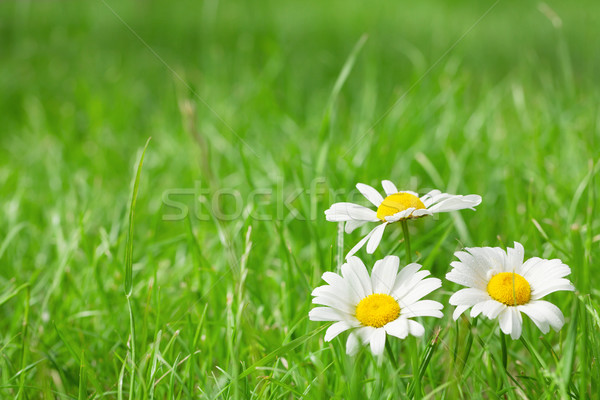 Сток-фото: ромашка · цветы · травой · поле · Солнечный · лет · день
