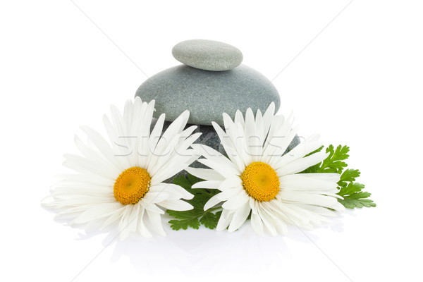 Daisy camomile flower and sea stones Stock photo © karandaev