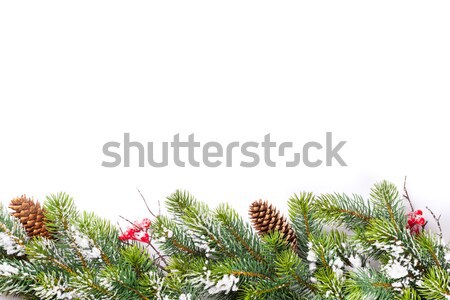 Weihnachtsbaum Zweig Schnee isoliert weiß Kopie Raum Stock foto © karandaev