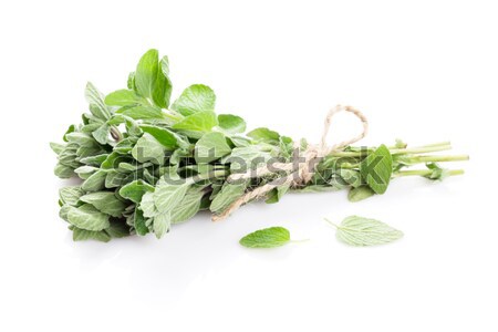 Stock photo: Fresh garden oregano herb