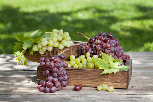 White and red grape Stock photo © karandaev