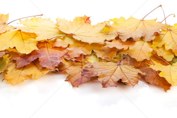 Colorful autumn maple leaves Stock photo © karandaev