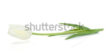 Stockfoto: Witte · tulp · geïsoleerd · Pasen · bloem · liefde