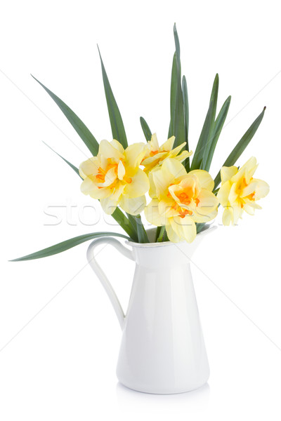 商業照片: 花束 · 黃色 · 水仙 · 孤立 · 白