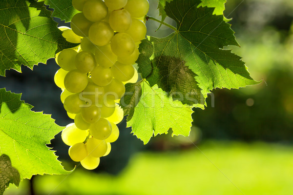 Blanco uvas vid hoja jardín Foto stock © karandaev