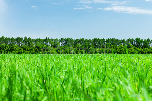 Yeşil ot alan mavi gökyüzü orman hat ufuk Stok fotoğraf © karandaev