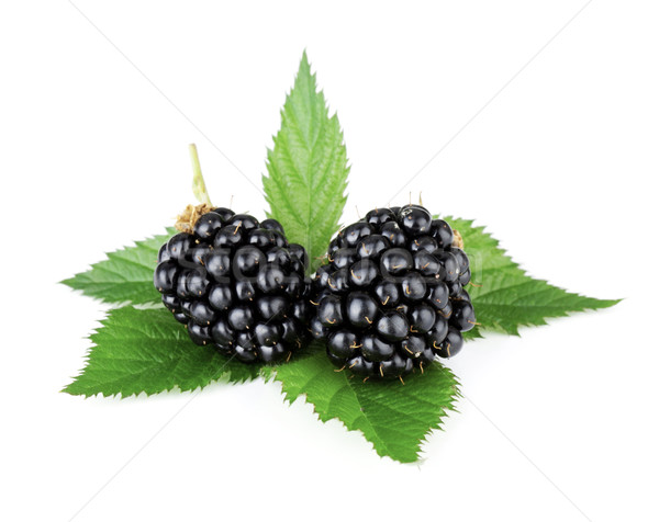 Rijp BlackBerry vruchten groene bladeren geïsoleerd witte Stockfoto © karandaev