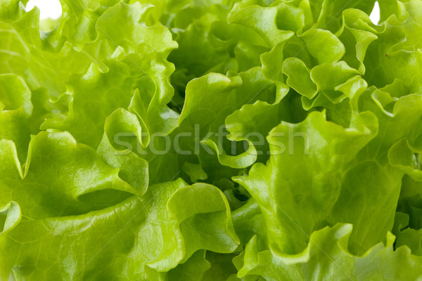 Fraîcheur vert laitue salade texture nature Photo stock © karandaev