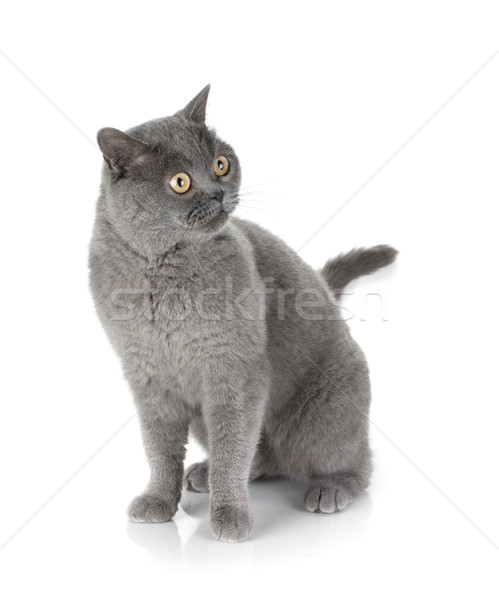 座って グレー 猫 孤立した 白 眼 ストックフォト © karandaev