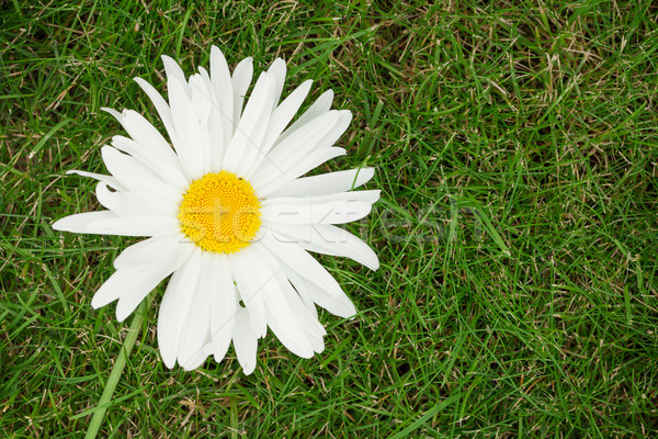 Camomilla fiore erba verde copia spazio sole natura Foto d'archivio © karandaev