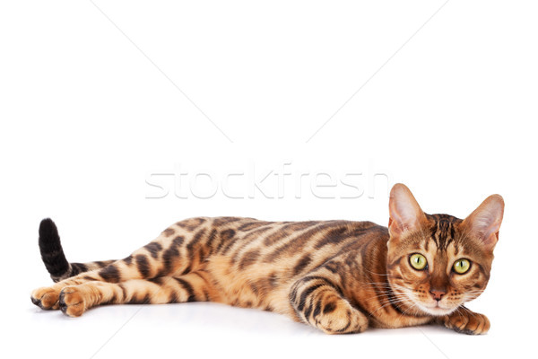 Zdjęcia stock: Bengalski · kot · odizolowany · biały · zwierząt · leopard