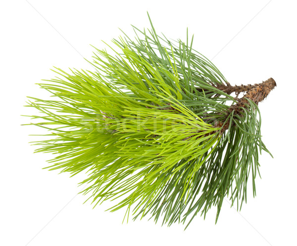 Fir tree branch Stock photo © karandaev