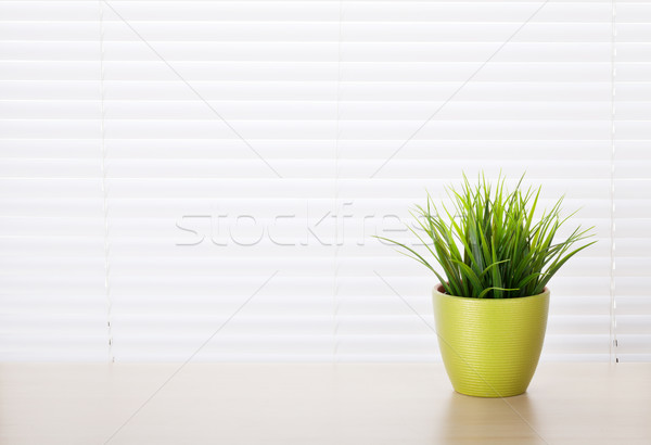 Office workplace with potted plant Stock photo © karandaev