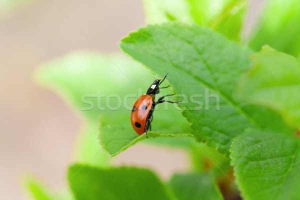 Foto stock: Mariquita · hoja · verde · jardín · vista · espacio · de · la · copia · primavera