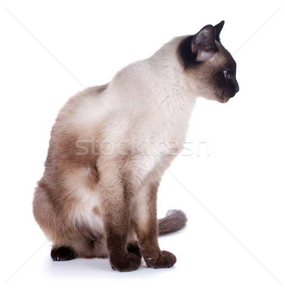 ストックフォト: シャム猫 · 孤立した · 白 · 顔 · 自然 · 美