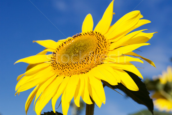 Sunflower Stock photo © karandaev