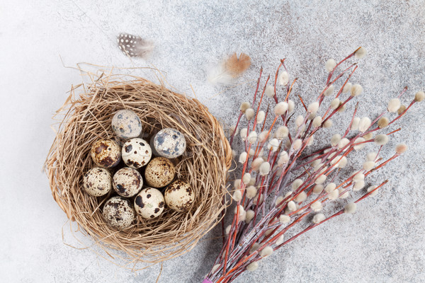 Quails eggs in nest and pussy willow. Easter greeting card Stock photo © karandaev