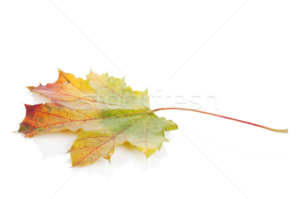 [[stock_photo]]: Coloré · automne · feuille · d'érable · isolé · blanche · nature