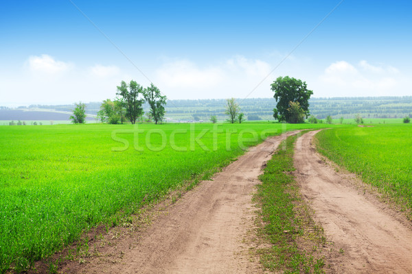 Countryside road through the green grass field Stock photo © karandaev