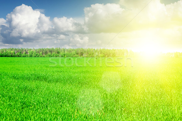 ストックフォト: 緑の草 · フィールド · 青空 · 雲 · 地平線 · 空